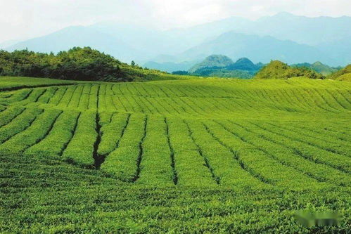 梵凈茶香天下，江口抹茶飄香世界——農副產品銷售的嶄新篇章