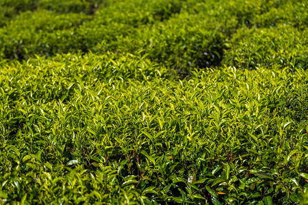 綠茶種植園 自然饋贈(zèng)，匠心臻品