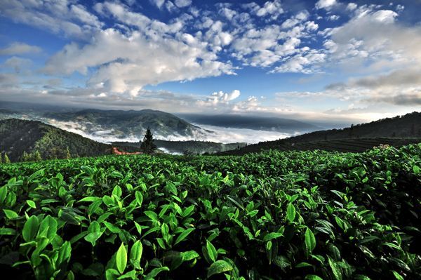 古樹茶 vs 臺(tái)地茶 一杯茶背后的生態(tài)、風(fēng)味與市場(chǎng)選擇