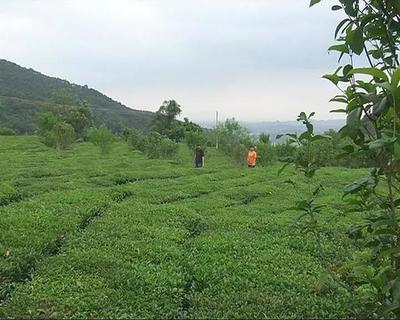 走進(jìn)揭東玉湖，品味自然人文與特色農(nóng)產(chǎn)