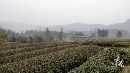 內(nèi)江威遠(yuǎn)萬(wàn)畝茶園吐新芽 茶農(nóng)采茶迎豐收，農(nóng)副產(chǎn)品銷售新篇章