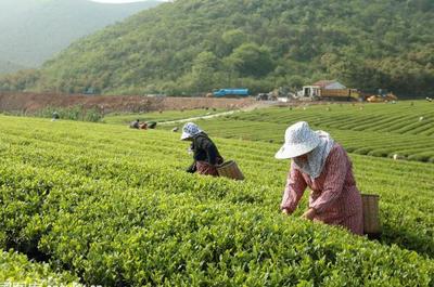 草根“茶人”羅平琴 茶山種出致富夢(mèng)，年入40萬(wàn)的創(chuàng)業(yè)心路